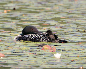Common Loon Photo. Baby chick loon riding on parent's back and celebrating the new life with water lily pads in their environment and habitat. Baby Loon Riding On Back. Loon Picture. Portrait. Image. ©  Aline