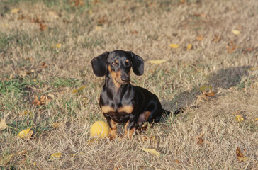 Dachshund in field with toy