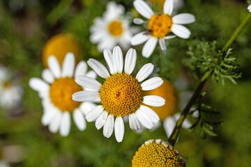 Flower of Anacyclus officinarum