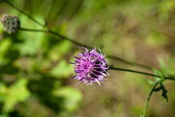 Greater knapweed, Centaurea scabiosa