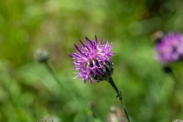 Greater knapweed, Centaurea scabiosa