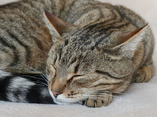 Close up of grey sleeping cat at home as love cats collection