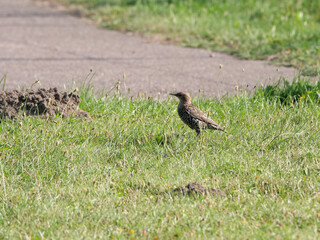 Ein schwarzer Star, Sturnus vulgaris, auf einer grünen Rasenfläche