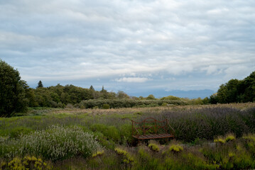 Fototapeta na wymiar Sunrise at a lavender farm in Sequim, Washington