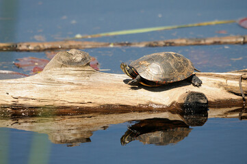 Fototapeta premium Turtle Stock Photo and Image. Painted Turtle resting on a log with lily water pads and turtle reflection background in its environment and habitat surrounding, displaying shell, head, paws, tail.