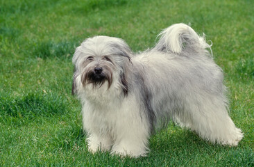 Tibetan Terrier standing in yard with grass