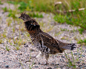 Partridge Stock Photo and Image.  Male ruffed grouse struts mating plumage in the forest with a blur foliage background