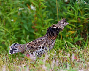 Patridge Stock Photo and Image. Male ruffed grouse struts mating plumage in the forest with a blur foliage background in its environment and habitat surrounding with a close-up profile side view.