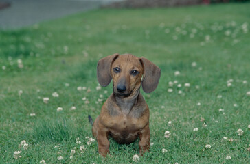 Dachshund in grass field