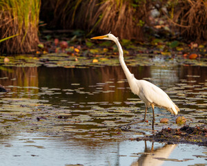 Obraz premium White Egret Photo and Image. Great White Egret close-up profile side view in shallow water with foliage and water lily pads background in its environment and wetland habitat displaying reflection.