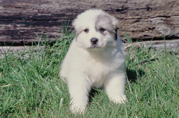 Great Pyrenees puppy in grass