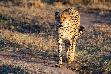 Fototapeta na wymiar cheetah on the ground