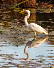Naklejka premium White Egret Photo and Image. Great White Egret close-up profile side view in shallow water with foliage and water lily pads background in its environment and wetland habitat surrounding.