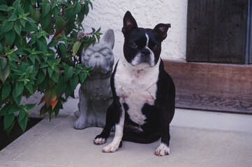 Boston Terrier sitting on front porch in front of dog statute