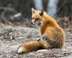 Red Fox Photo Stock. Fox Image. Sitting with back view displaying fox tail, fur, in its environment...