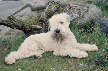 Soft Coat Wheaton Terrier by log