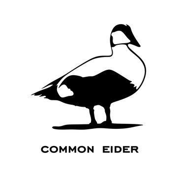 Common eider logo isolated on white background. Common eider silhouette. Minimalist bird icons vector illustration