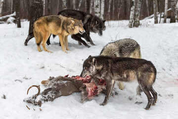 Black Phase Grey Wolf (Canis lupus) Guards White-Tail Deer Carcass Winter