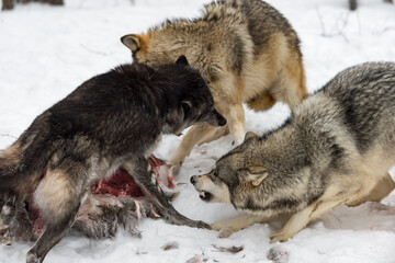 Black Phase Grey Wolf (Canis lupus) Lunges at Packmates at White Deer Carcass Winter