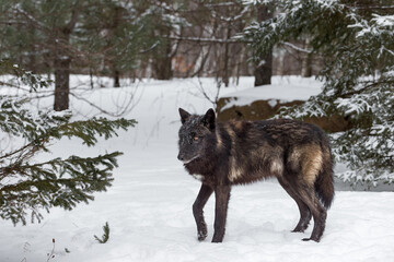 Black Phase Grey Wolf (Canis lupus) Stands in Woods Looking Uncertain Winter