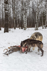Black Phase Grey Wolf (Canis lupus) and Second Noses in White-Tail Deer Carcass Winter