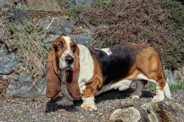 Basset Hound standing near stones outside turned to side