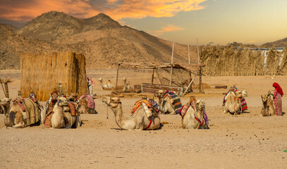 Fototapeta premium Camels in desert waiting for tourists