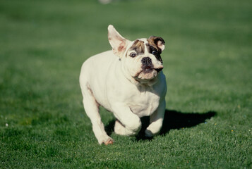 English Bulldog puppy running in grass field