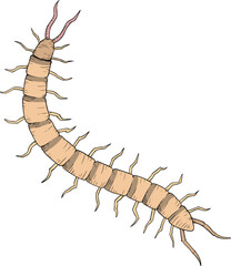 Scolopendra hand draw design