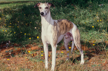 Whippet standing in forest area