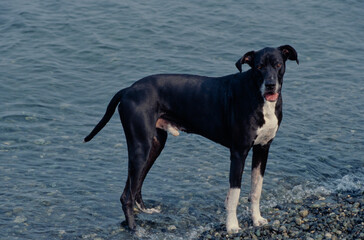Great Dane in water with mouth open