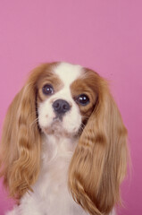 King Charles Spaniel on pink background