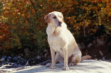 Yellow Lab sitting on rock