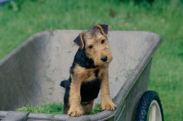 Welsh Terrier in wheelbarrow