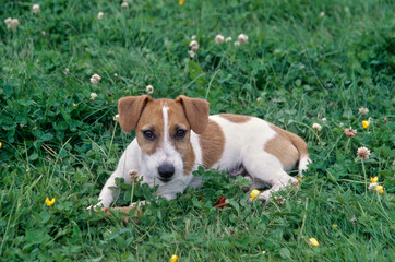 Jack Russell Terrier laying in field with dandelions