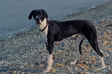 Great Dane in dark red collar on beach