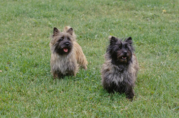 Two Cairn Terriers sitting in grass
