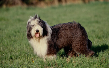 Bearded Collie in grass