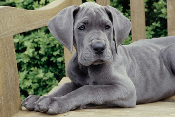 Great Dane puppy laying on bench looking left