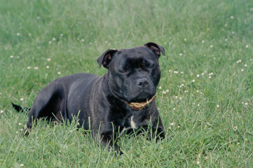 Fototapeta premium Staffordshire Bull Terrier in field