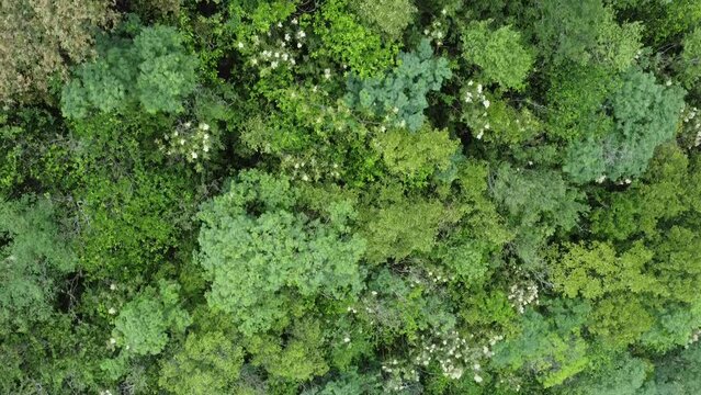 bunch of trees and leafs in the middle of the forest 