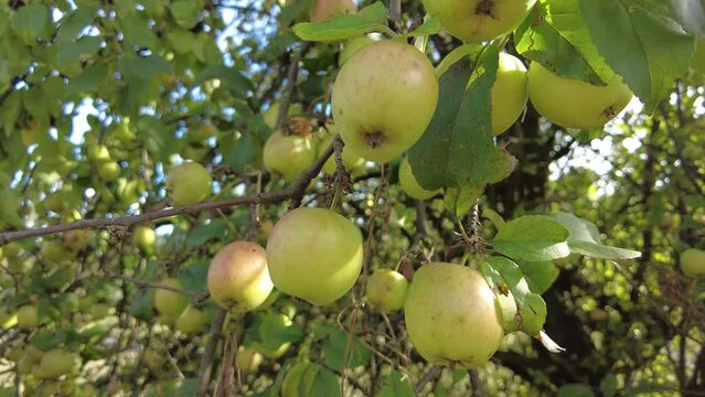 Ripe apples in early autumn