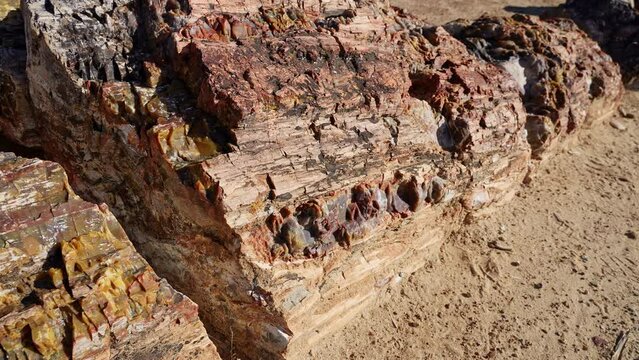 Up close view of colors and texture of petrified wood from old tree in the Utah desert.