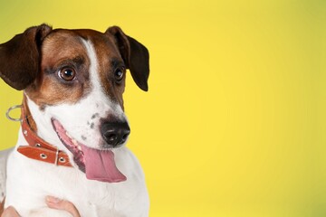 funny cute little puppy making happy face and smiling studio portrait. Purebred Dog Concept.