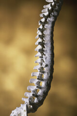 Close-up of a human spine