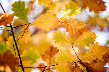 Oak tree leaves in autumn. Sunny golden background