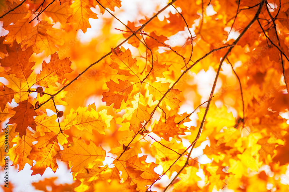 Sticker Oak tree leaves in autumn. Sunny golden background