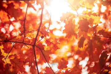 Oak tree leaves in autumn. Sunny golden background