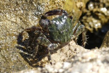 Granchio 