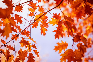 Naklejka na ściany i meble Oak tree leaves in autumn. Sunny golden background